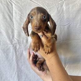 Dachshund Puppies from KCK9 Dachshunds