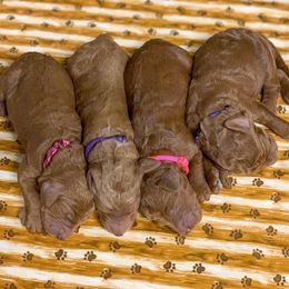 Goldendoodle Puppies from Bear Ridge Doodles