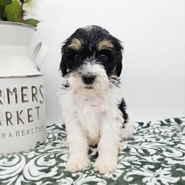 Daisy - Black and white female Bernedoodle puppy in Granton, Wisconsin from Rose River Farms