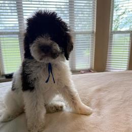Mr. Truffles - Parti male Poodle puppy in Midlothian, Texas from Pristine Puppies & Signature Studs