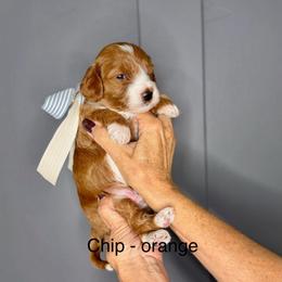 Chip - Red  male Goldendoodle puppy in Springville, Utah from JW Doodles