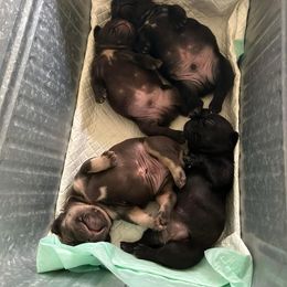 French Bulldog and Yorkshire Terrier Puppies from Tight Pocket House Frenchies & Yorkies