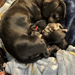Dachshund puppies from New Life Miniature Dachshunds