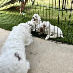 Clumber Spaniel Puppies from Wanderlust Clumber Spaniels