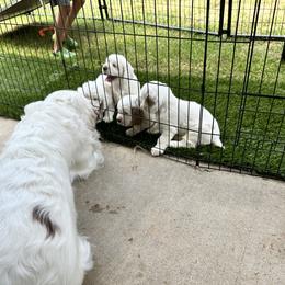 Clumber Spaniel Puppies from Wanderlust Clumber Spaniels