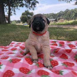 Ruby - Fawn female Anatolian Shepherd Dog puppy in Starr, South Carolina from Home with Havanese