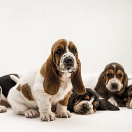 Basset Hound Puppies from Sandyhill Basset Hounds