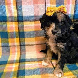 Aussiedoodle, Bernedoodle, and Poodle Puppies from Sis' Doodles & Poodles