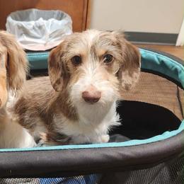 Bernie💙 - Dachshund