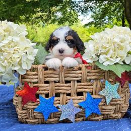 Blaze - Tri-color male Bernedoodle puppy in Russell Springs, Kentucky from 270 Doodles