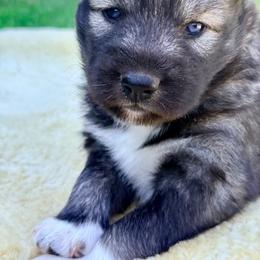 Buckle bunny - Agouti and white female Siberian Husky puppy in Corvallis, Montana from Double H Siberians