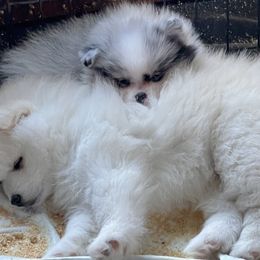 Pomeranian and Pomsky Puppies from Stonehill Breeders