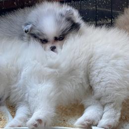 Pomeranian and Pomsky Puppies from Stonehill Breeders