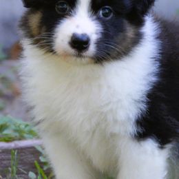 Australian Shepherd, Mastiff, and Miniature American Shepherd Puppies from Ashber Farm