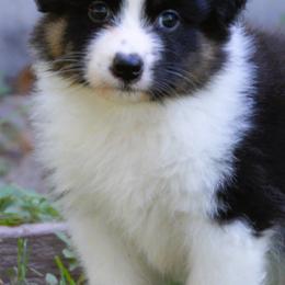 Australian Shepherd, Mastiff, and Miniature American Shepherd Puppies from Ashber Farm