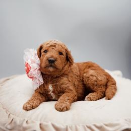 Yellow collar girl - Red  female Goldendoodle puppy in Spokane, Washington from Beloved_doodles_WA