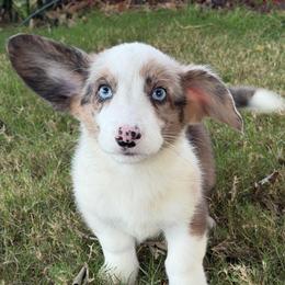 Bobble - Blue merle and white male Cardigan Welsh Corgi puppy in San Diego ,Ca, California from SoCal Native Corgis