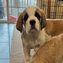 Shapes - Red and white female Saint Bernard puppy in New Sharon, Maine from Kimball Pond  Saint Bernards