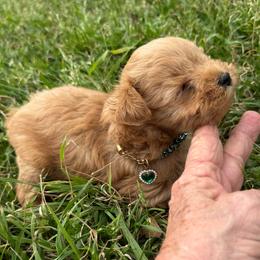 Tiny lil boy ketch - Wheaten male Miniature Schnauzer puppy in Groesbeck, Texas from Ranch 4M