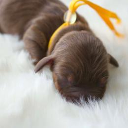 Boy 3 - Chocolate and tan male Dachshund puppy in Peebles, Ohio from Cave Valley Hounds