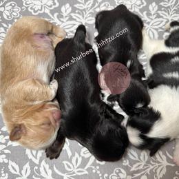 Shih Tzu Puppies from Shurbeez Shih Tzu