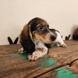 Kevin - Piebald male Dachshund puppy in Lindsay, California from Lewis Creek Dachshunds