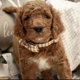 Goldendoodle Puppies from Best Doodles