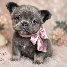 BELLA - Blue fawn female French Bulldog puppy in Miami, Oklahoma from Destiny Jones