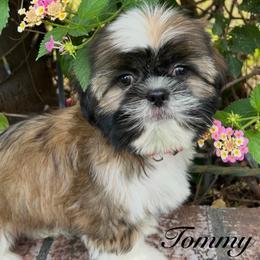 Tommy - Gold and white male Shih Tzu puppy in Hemet, California from Aloha Shih Tzu