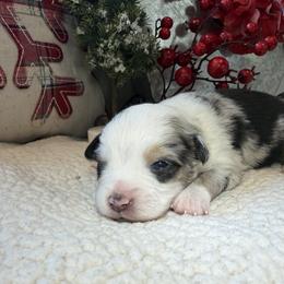Comet - Blue merle male Toy Australian Shepherd puppy in Aurora, Missouri from Sweet Peach Puppies