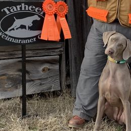 Hazel - Weimaraner