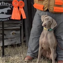 Hazel - Weimaraner