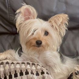 Yorkshire Terriers from Yorkie
