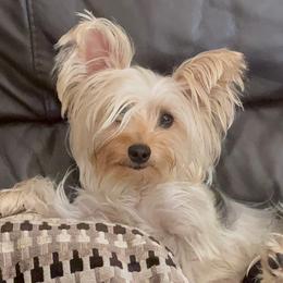 Yorkshire Terriers from Yorkie