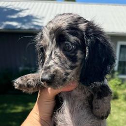 Spot - Dapple male Dachshund puppy in Boston, Kentucky from River Bottom Mini Doxies