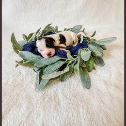 Flint - Brown and white male Bernedoodle puppy in Lake City, Florida from 224 Doodles and Poodles