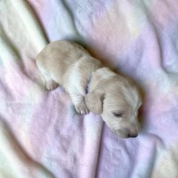 Bella - Cream female Dachshund puppy in Trenton, Kentucky from Promise Land Puppies