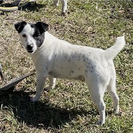 Chipper - Russell Terrier