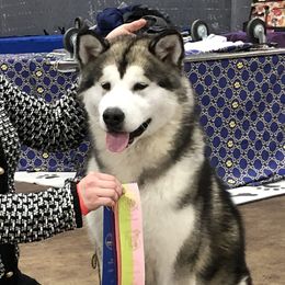 Fresca - Alaskan Malamute