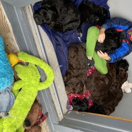 Portuguese Water Dog Puppies from Bayswater Portuguese Water Dogs