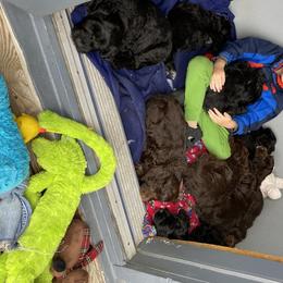 Portuguese Water Dog Puppies from Bayswater Portuguese Water Dogs