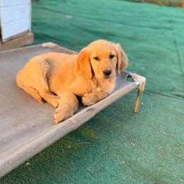 Cream Color Girl - Golden female Golden Retriever puppy in Loma Rica, California from BloomingPuppies
