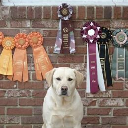 Labrador Retrievers from Hollow Hills Kennels