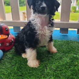 Long Haul's Mums the Word (Puppy 1) - Black and white female Chinese Crested puppy in New Castle, Pennsylvania from Long Haul Cresteds & Long Rotts