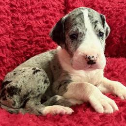 Merle girl 4 - Merle female Great Dane puppy in Westville, Florida from Boulder View Danes