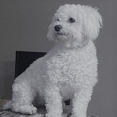 Cavachons, Cavalier King Charles Spaniels, Cavapoos, and Goldendoodles from Manoka's Honeybee