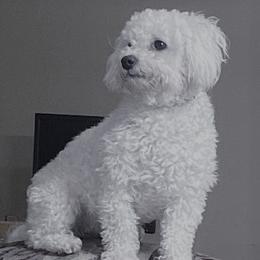 Cavachons, Cavalier King Charles Spaniels, Cavapoos, and Goldendoodles from Manoka's Honeybee