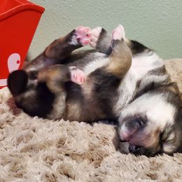 Sora - Agouti and white Alaskan Malamute puppy in Monmouth, Oregon from Corvus Canines