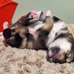 Sora - Agouti and white Alaskan Malamute puppy in Monmouth, Oregon from Corvus Canines