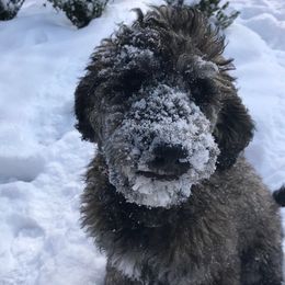 Aussiedoodles and Australian Shepherds from Queen Bee Aussies
